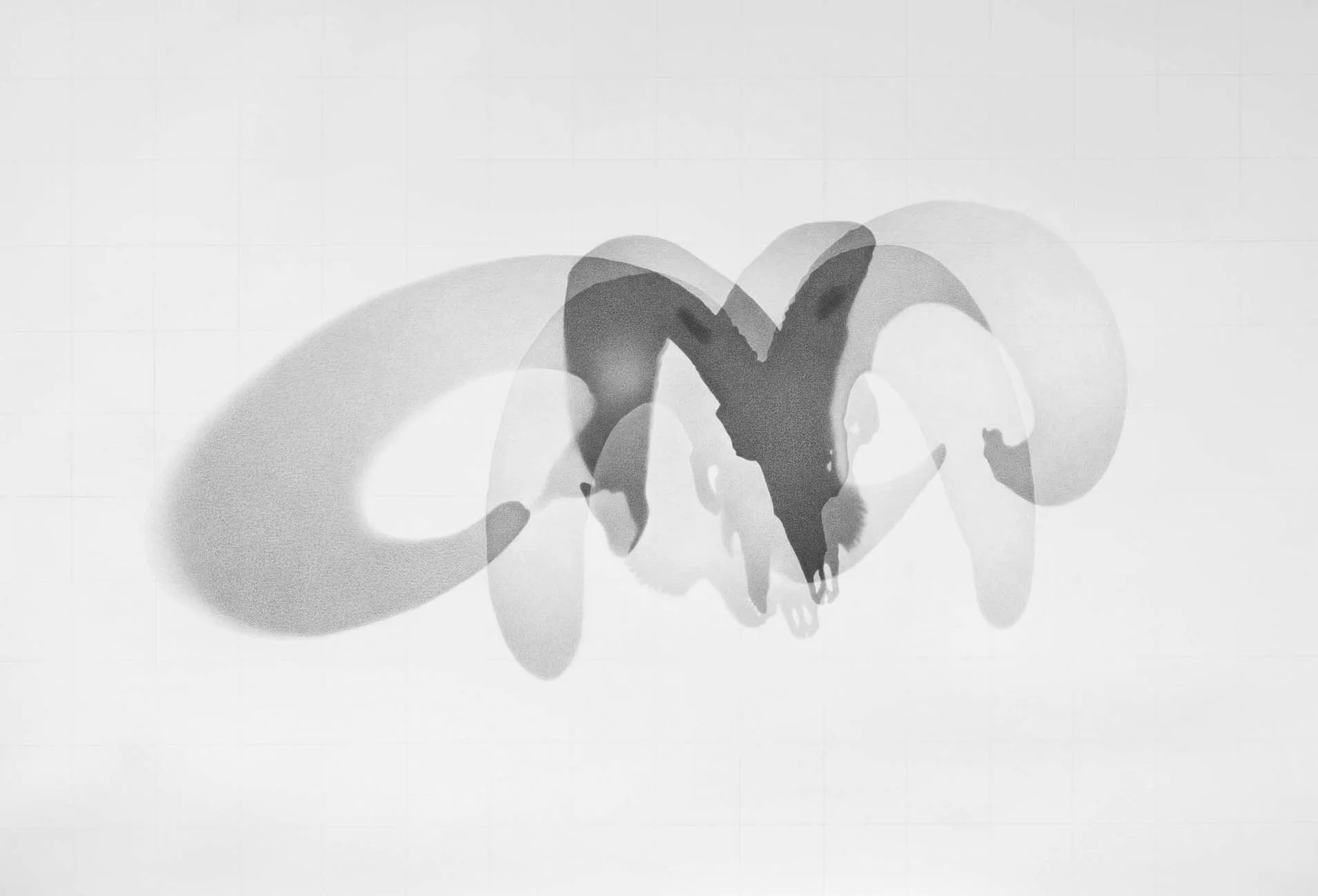   Ovis canadensis CMNMA 55062  (Prong horned sheep skull), 2024 Graphite on acid-free paper, 112 x 163.2 cm 