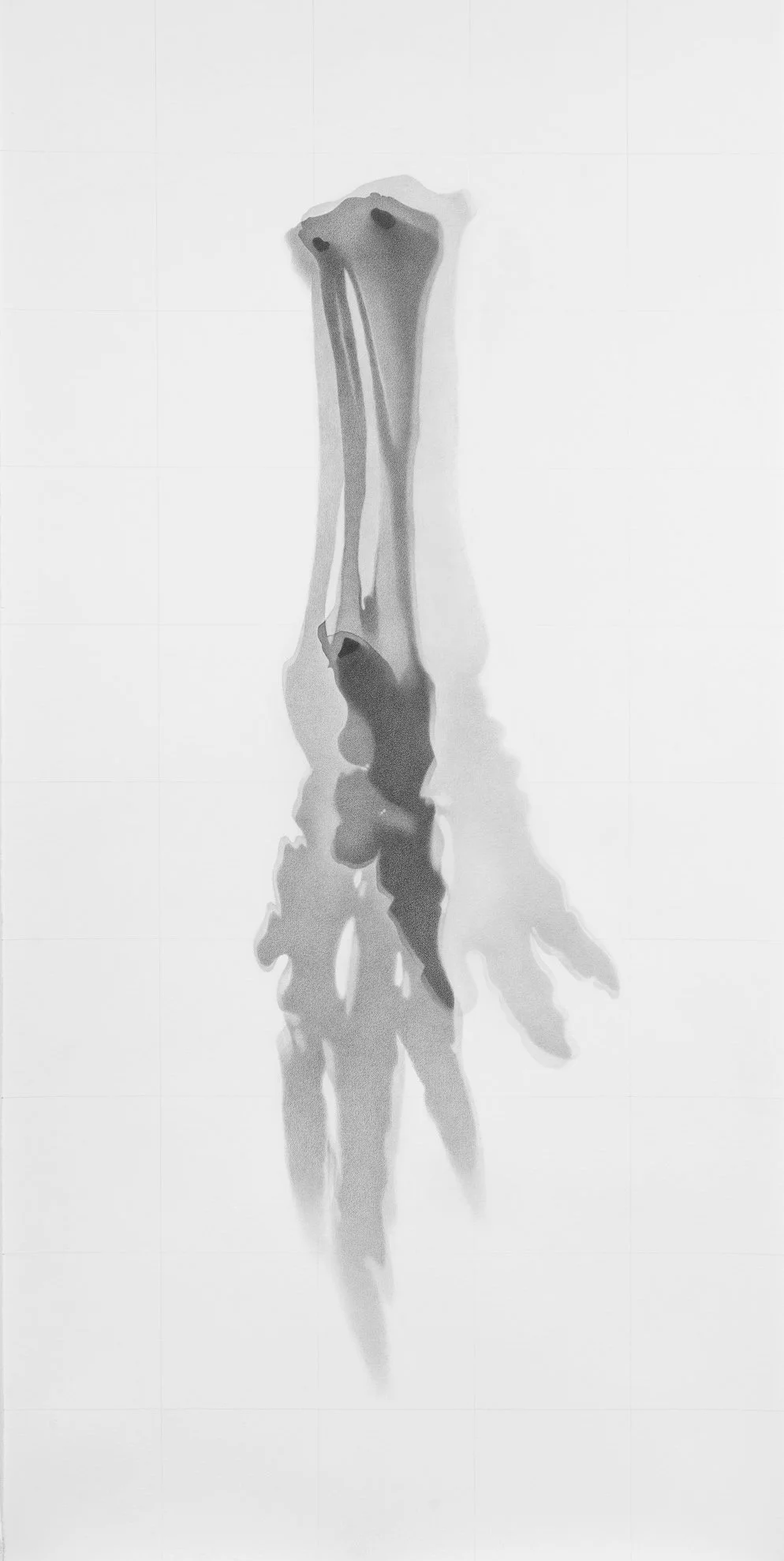   Elephas maximus, AMNH # 39082   (Elephant leg), 2021 Graphite on paper, 229 cm x 114 cm 