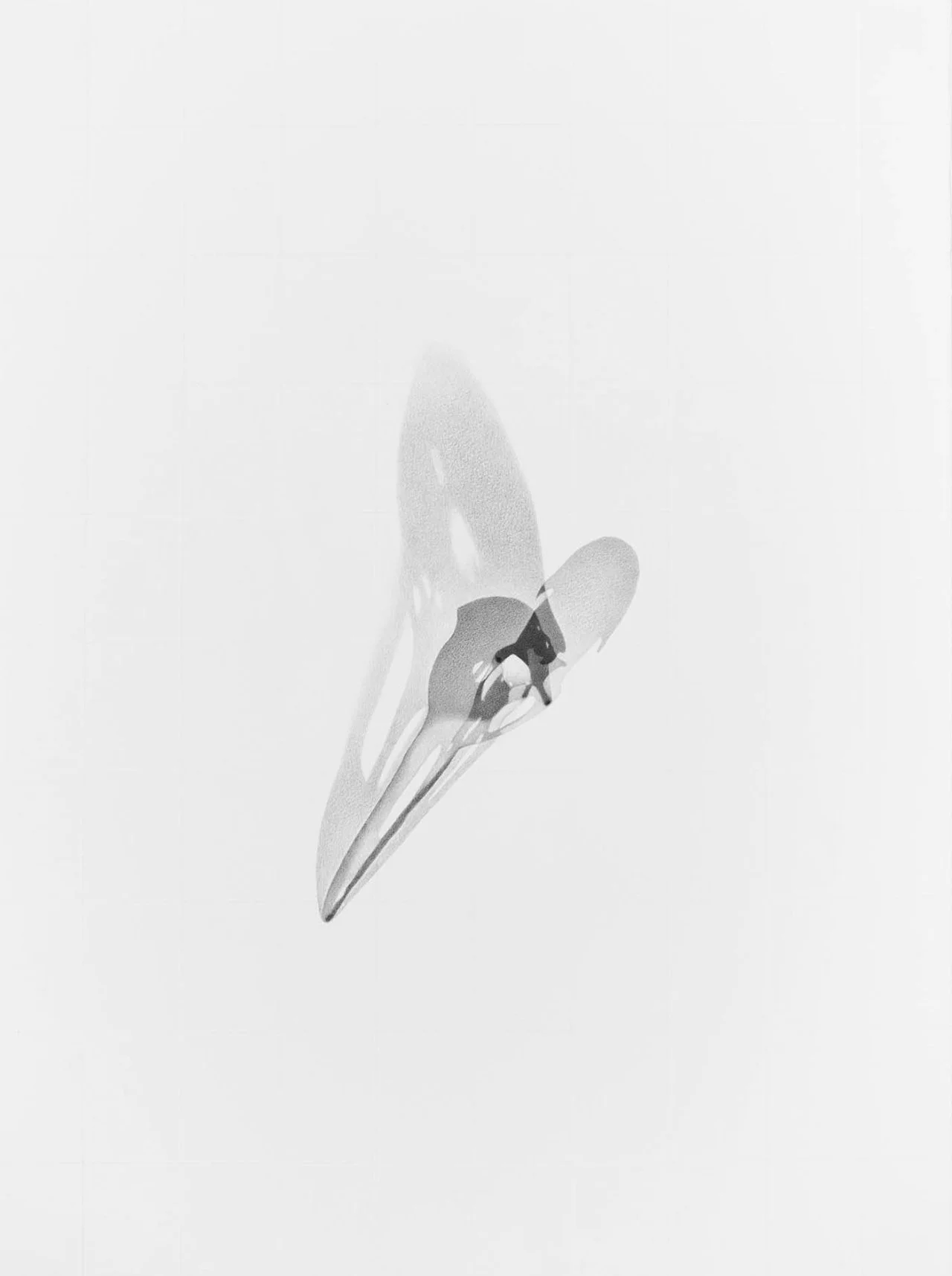   Grus americana, CMNMA # 5567    ( Whooping Crane skull), 2023 Graphite on acid-free paper, 76.2 x 56.8 