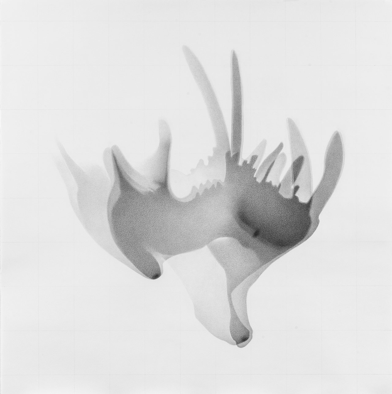  2022,  Hippopotamus amphibias, AMNH #176118  Graphite on acid-free paper, 114.3 cm x 113.7 cm 