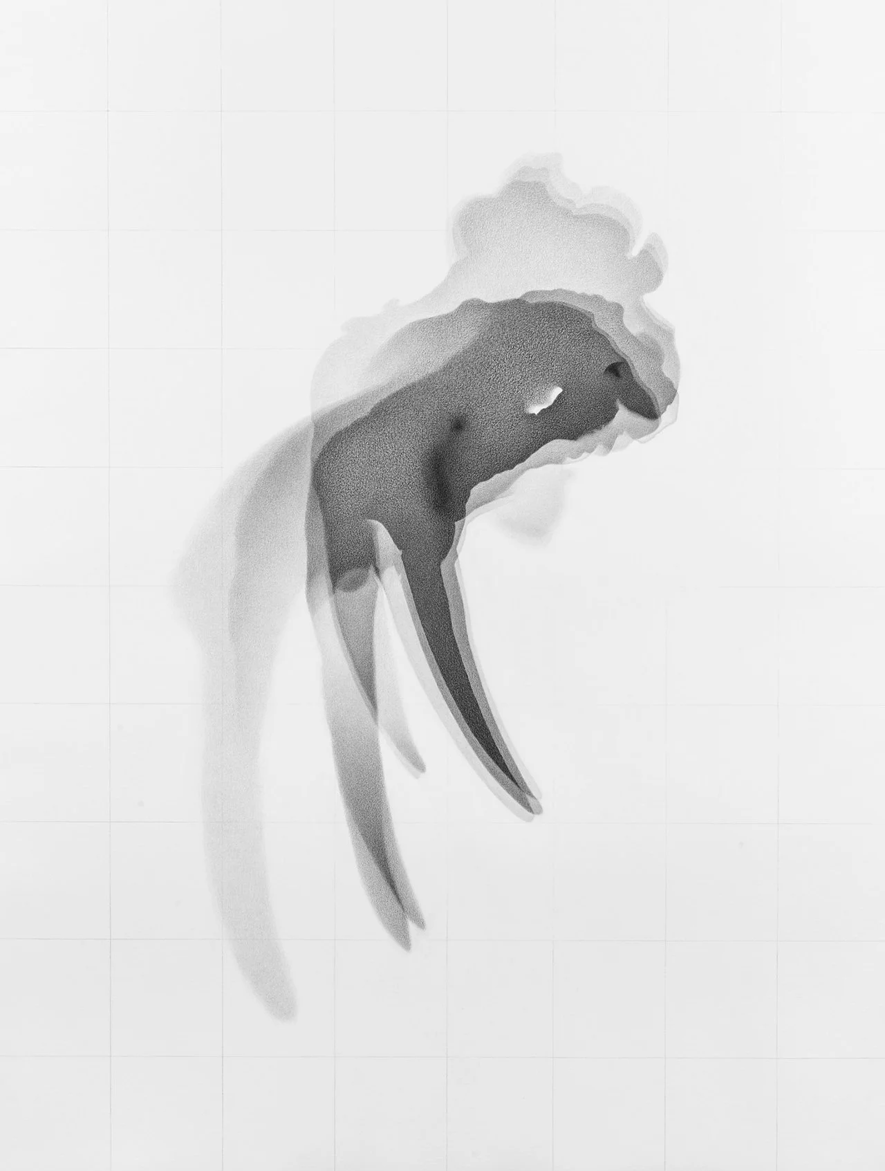   Odobenus rosmarus 2, AMNH #79901   (Walrus skull), 2022 Graphite on acid-free paper, 127 x 97.45 cm 