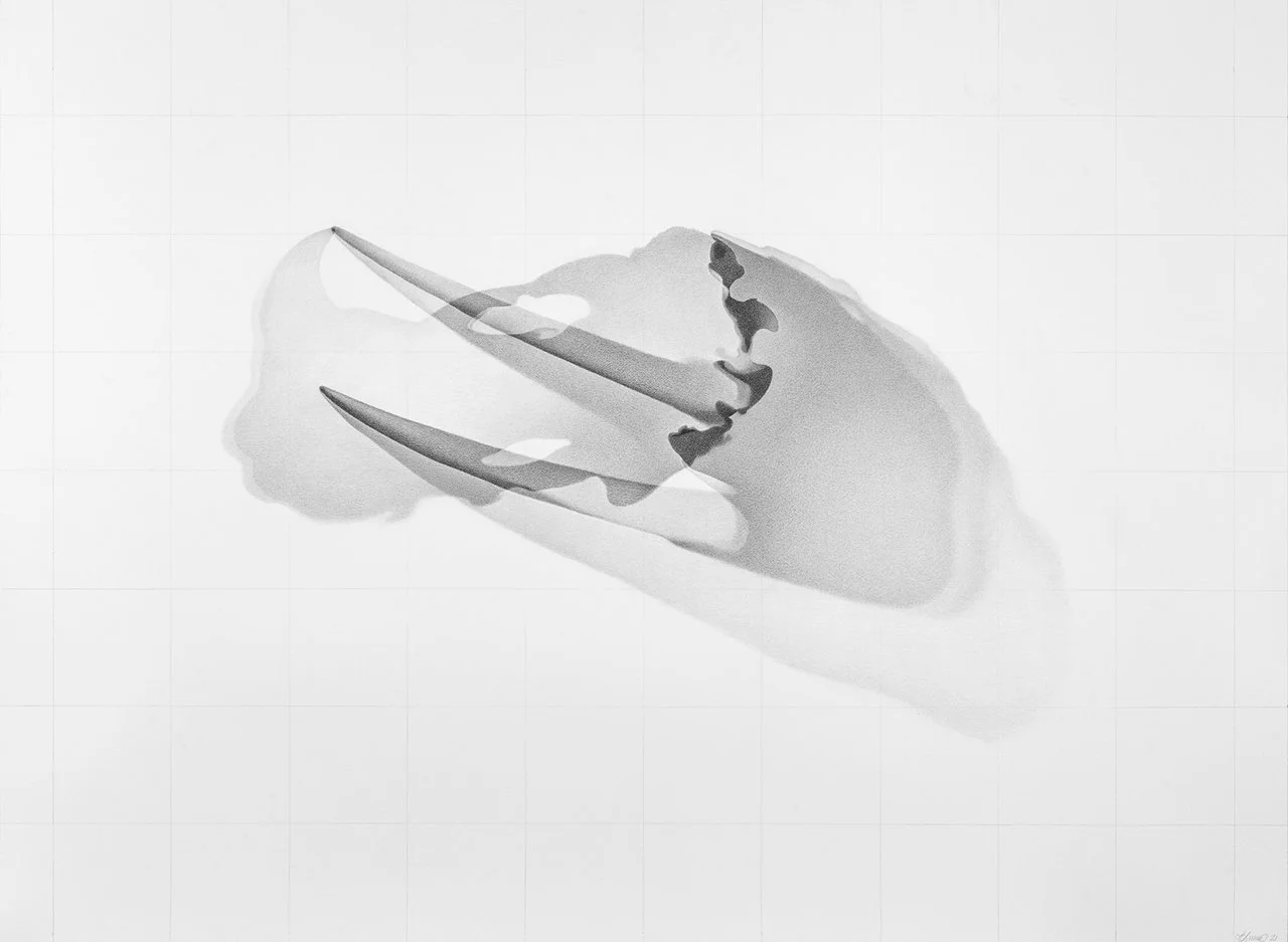   Odobenus rosmarus, AMNH #79901,  2021 Graphite on paper, 114 cm x 152 cm 