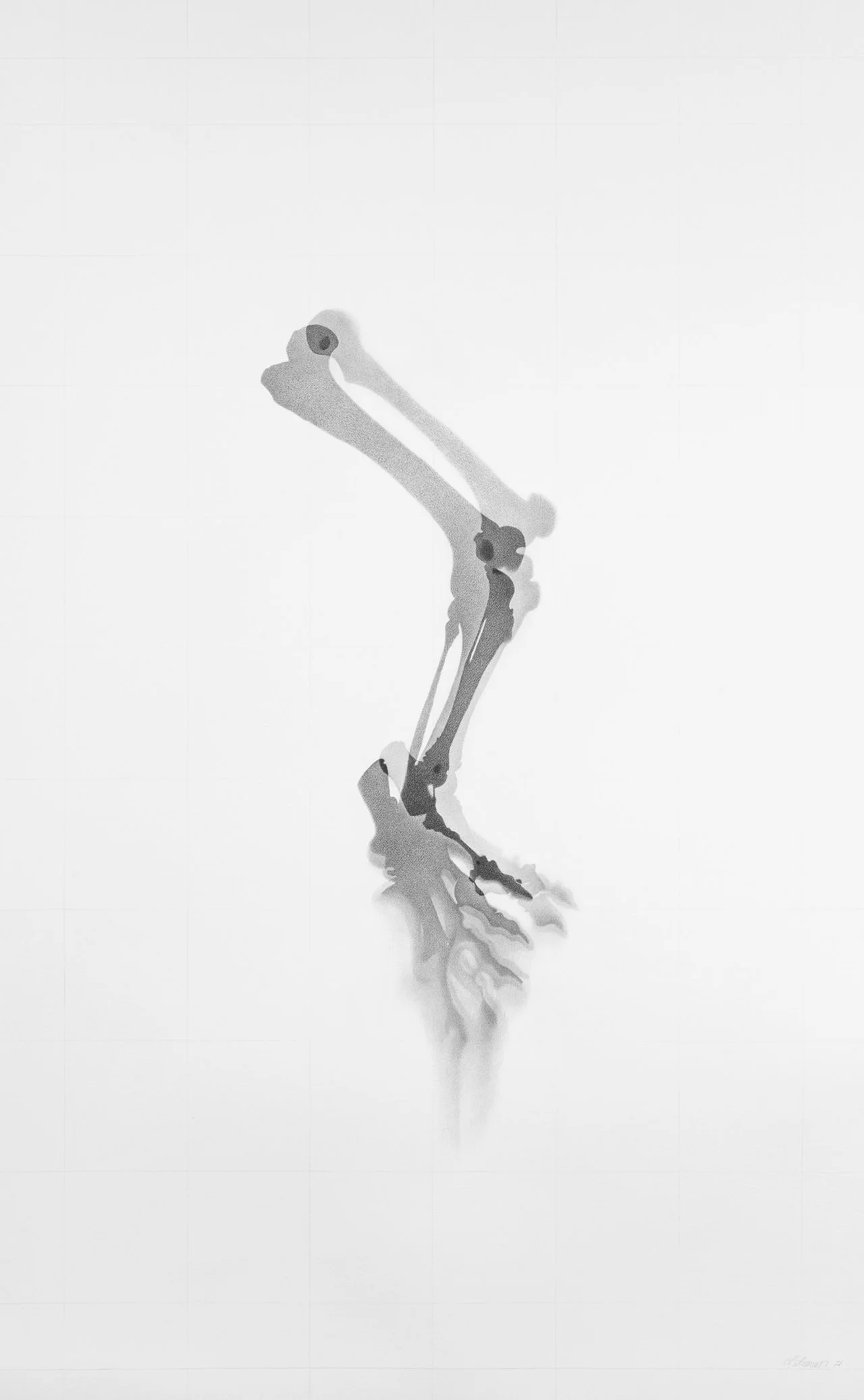   Ursus maritimus, AMHH #5031,  2021 Graphite on paper, 101.5 cm x 183 cm 