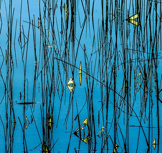 Bill Jackson