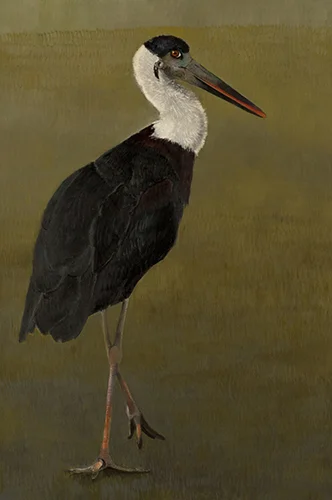 Judith Vivell