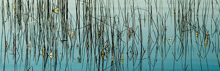 First Light , 11" x 34". At dawn, water grasses and reeds resemble ink lines on a turquoise background.
