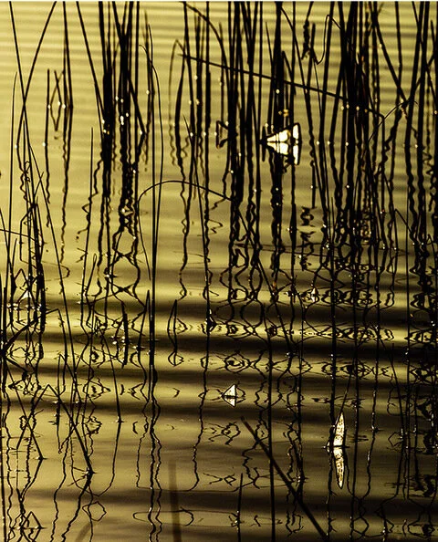 A regular, horizontal pattern of gold and black ripples moves through a stand of reeds