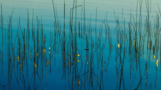 Insect webs turn yellow as the rising sun illuminates turquoise water and dark grasses.