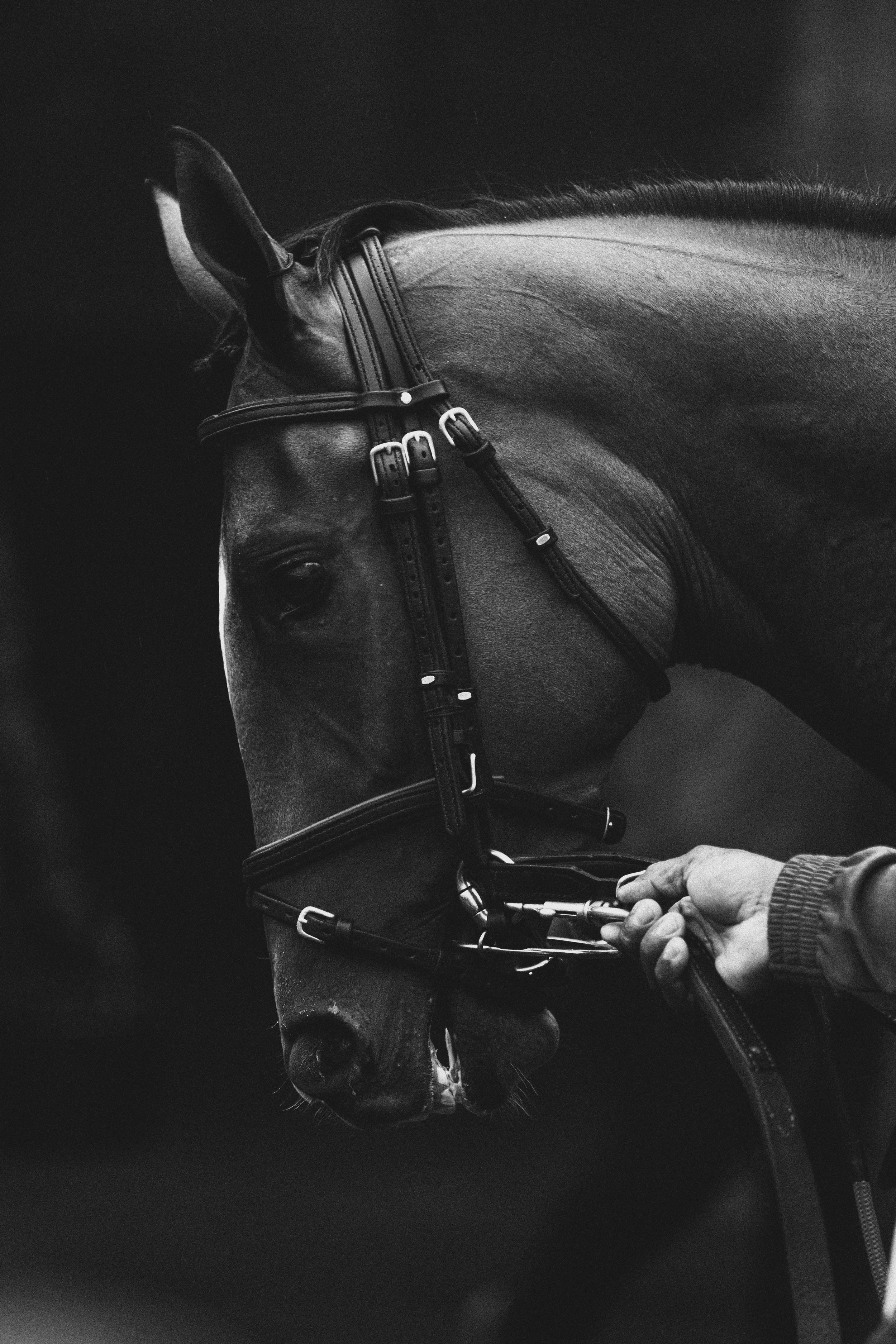 Paddock