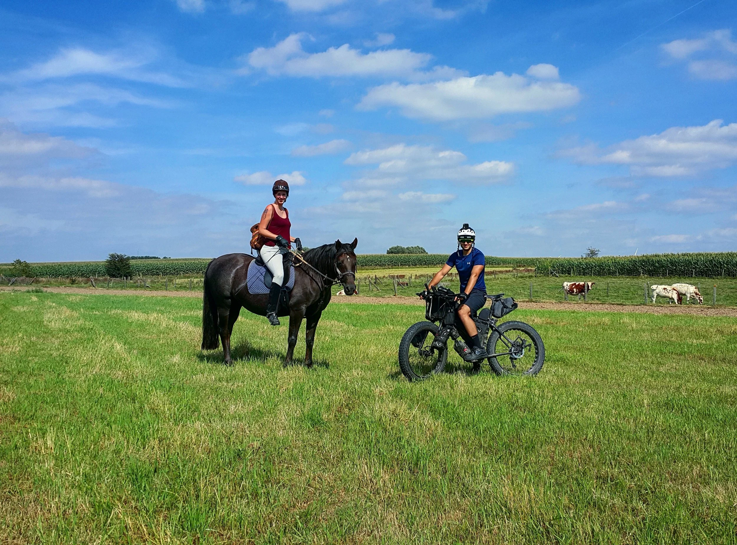 Taking the steeds out through the fields.