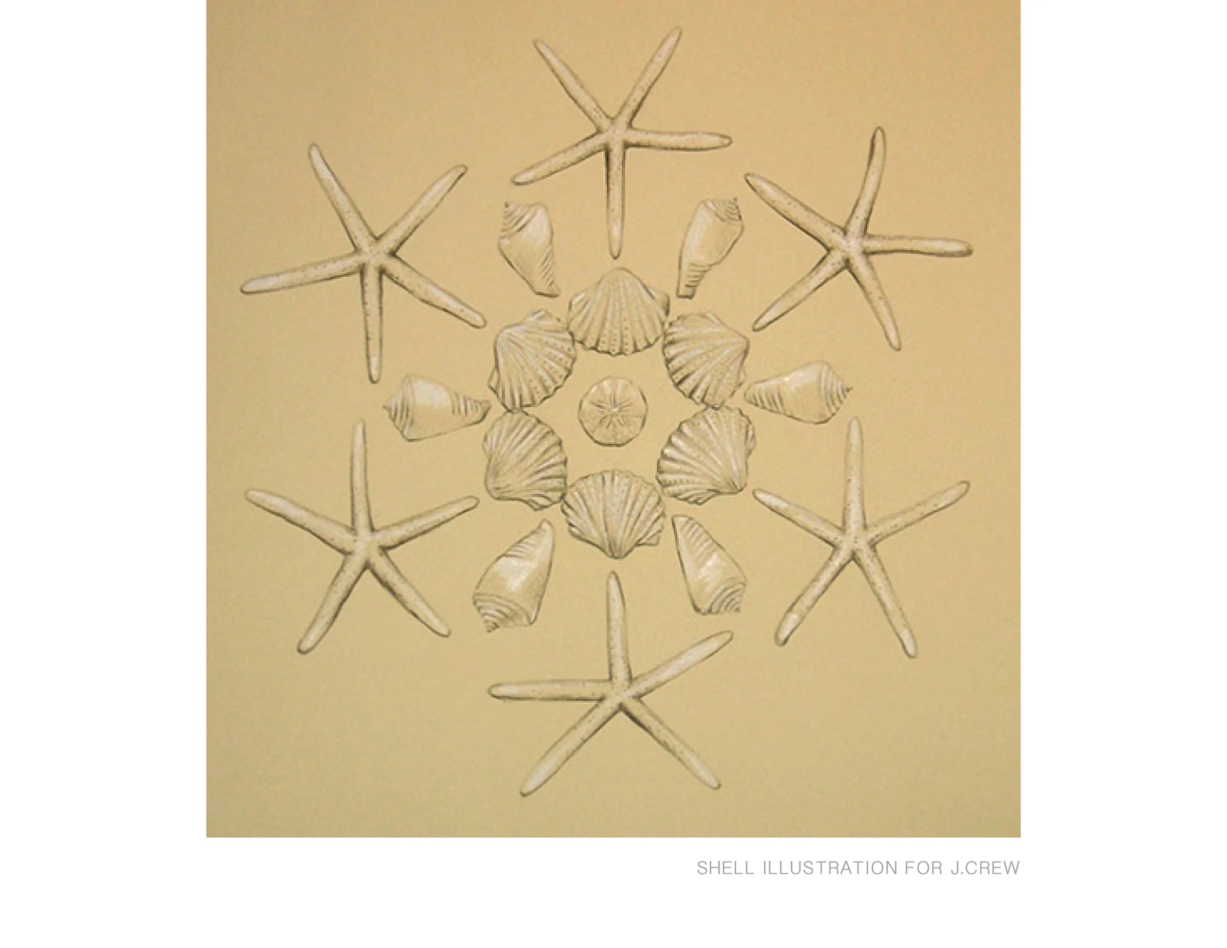 SHELL ILLUSTRATION FOR J.CREW