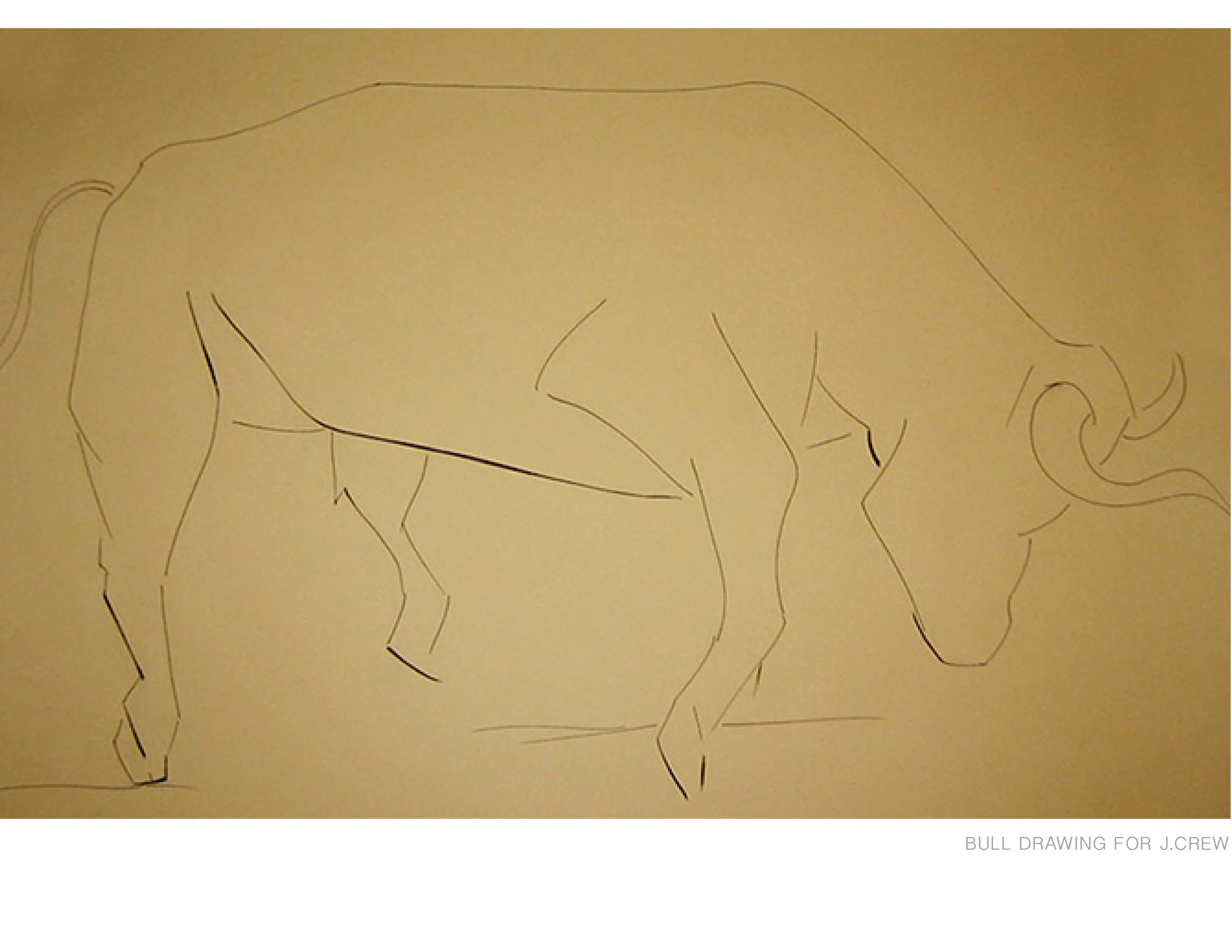 BULL DRAWING FOR J.CREW
