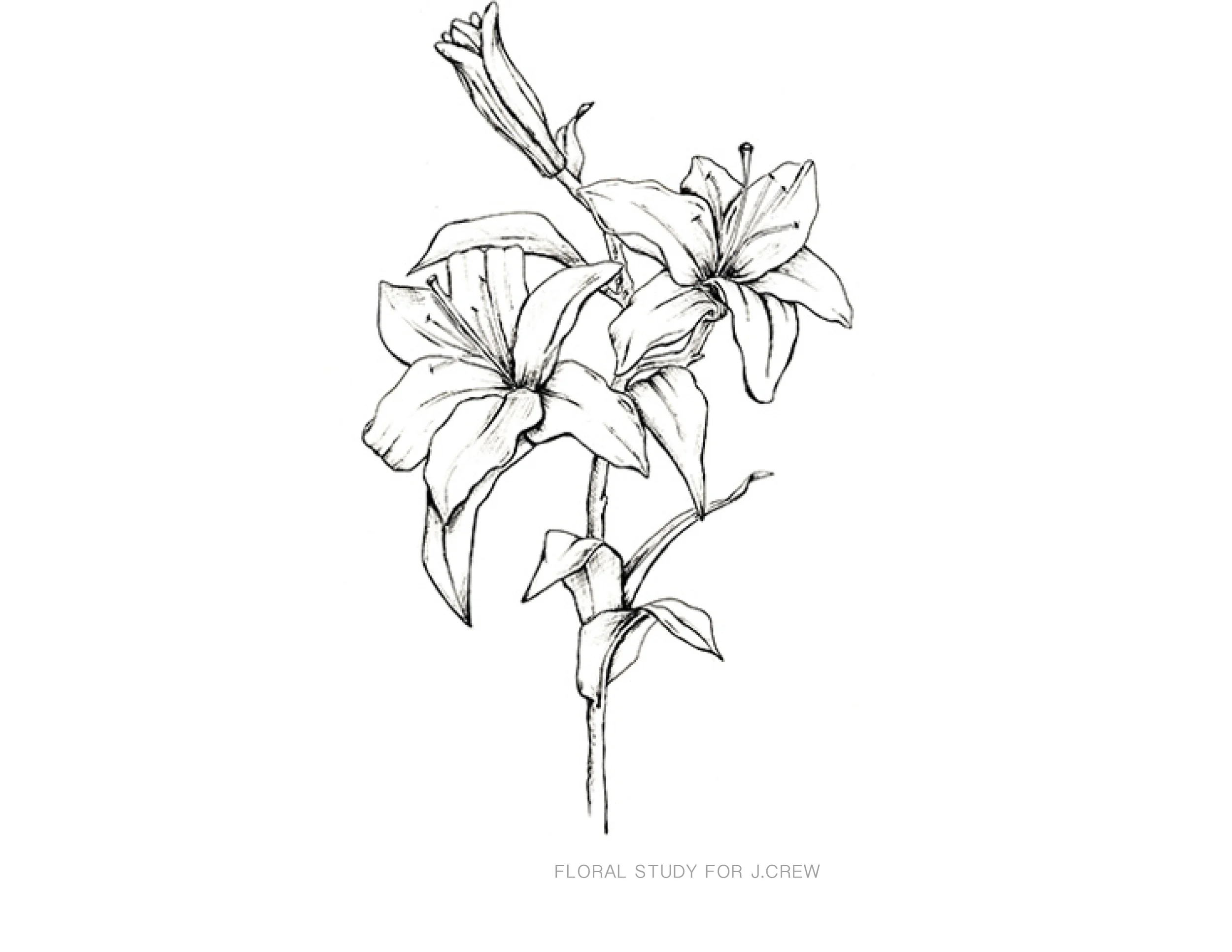 FLORAL STUDY FOR J.CREW