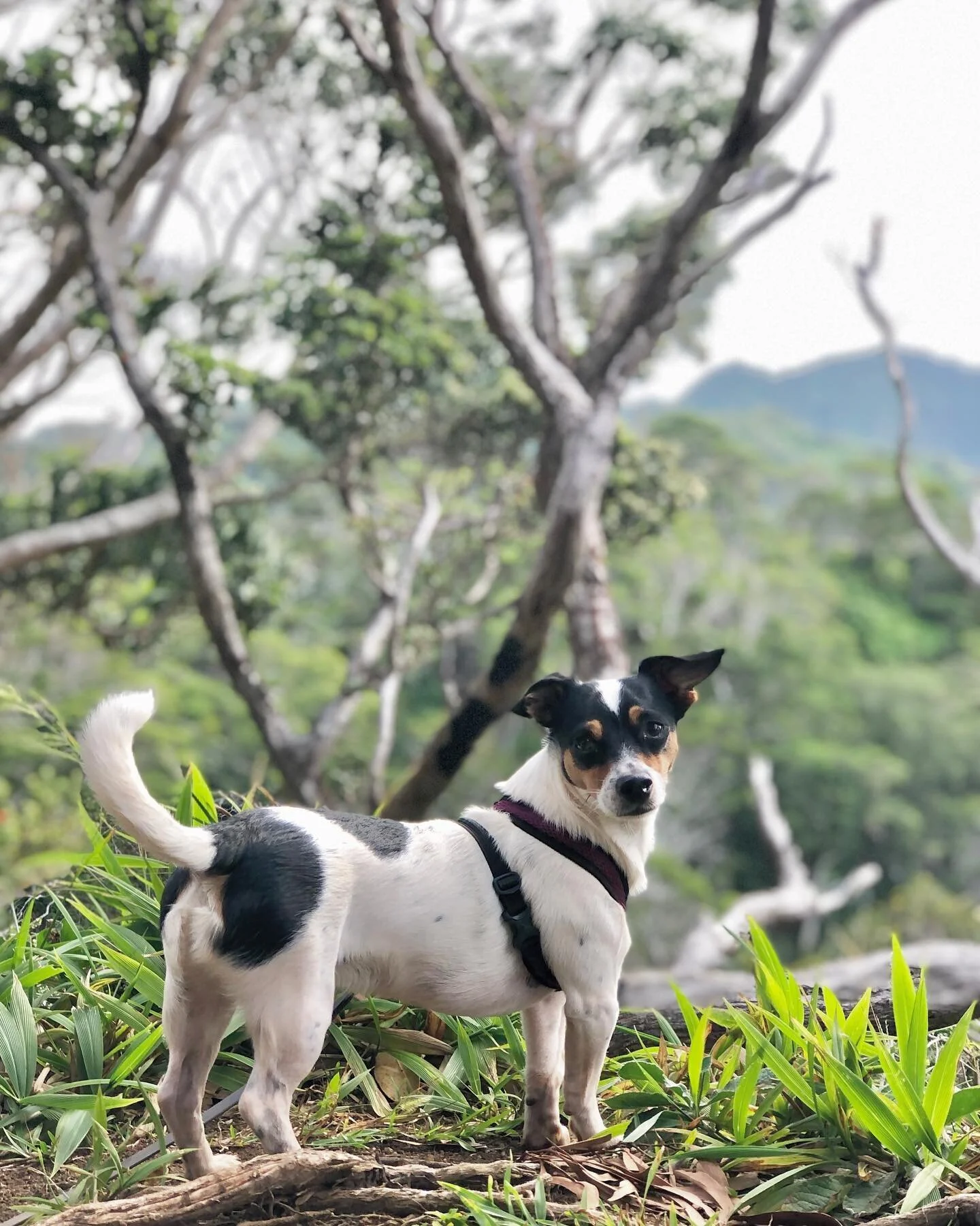 Up mauka, with Rudy. 
#mauka #dog