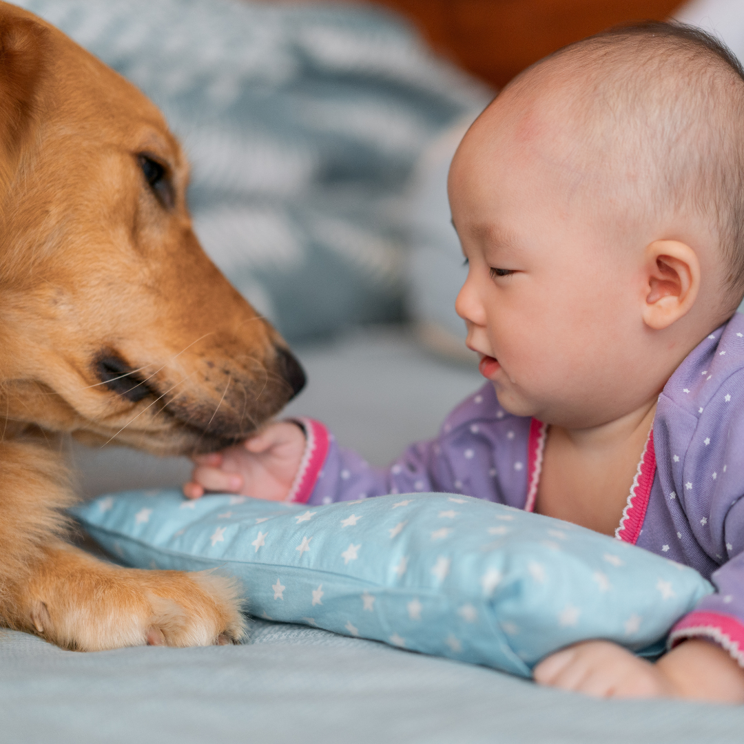 Getting Dog Ready For Baby