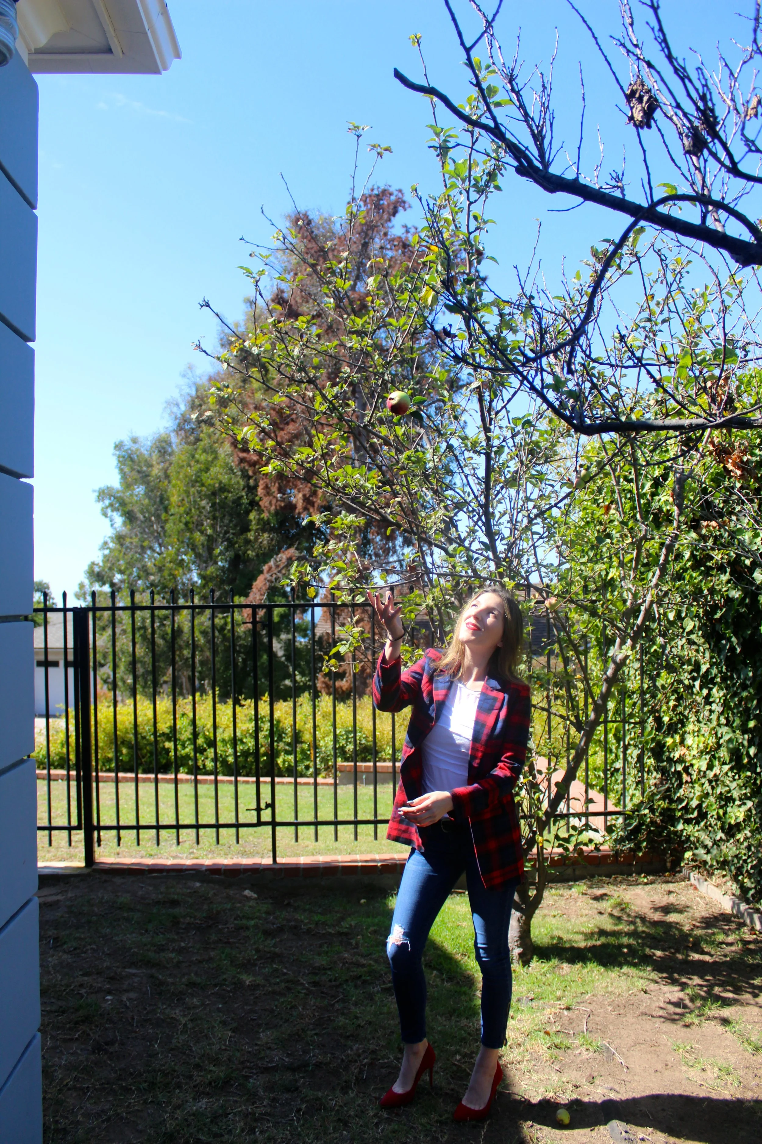 Blazer: Makemechic // Shirt: Derek Lam, similar here // Jeans: Flying Monkey // Shoes: Banana Republic, similar here // Belt: Banana Republic, similar here I am a sucker for plaid, I love it in coats, tops, scarfs, shoes, and of course this super cute blazer! I love to match my clothes to the season, and plaid is such an appropriate pattern for the fall and winter season! Plaid always makes me feel warm and cozy and reminds me of the seasons upcoming holidays. I love that this plaid print is so bold and vibrant. This blazer against a pop of white shirt really makes the rich hues of red and navy blue stand out. Pairing this look with a great pair of bright red matching heels completes the ensemble perfectly. This was actually the first time I wore these heels out and I loved them! They made my feet look so dainty and the rich red was beautiful! As far as the day went, it couldn't have been a more lovely day, with so much green and sunlight surrounding me! The reds really complemented the bright atmosphere. I had never picked an apple off of a tree, so this was a fun new experience, but I may have to wait a little longer to pick the perfect apple, as they were quite sour! Until my next fall adventure...... xx Nicole