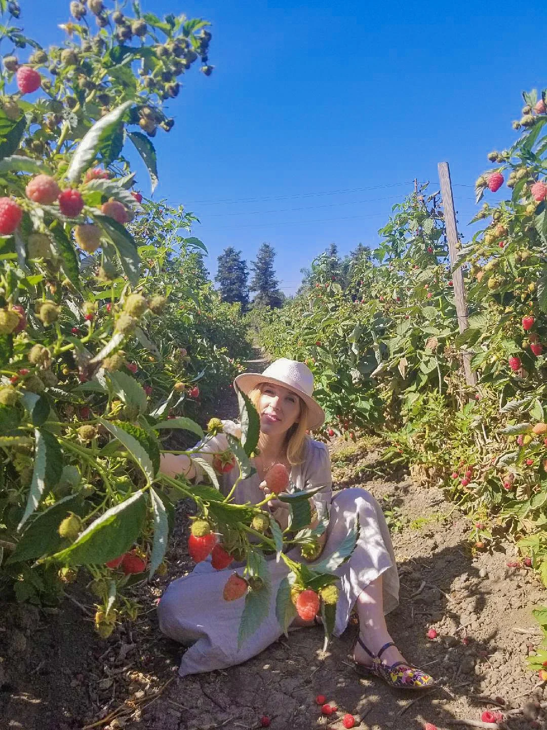 All the Berries.... 08/31/18