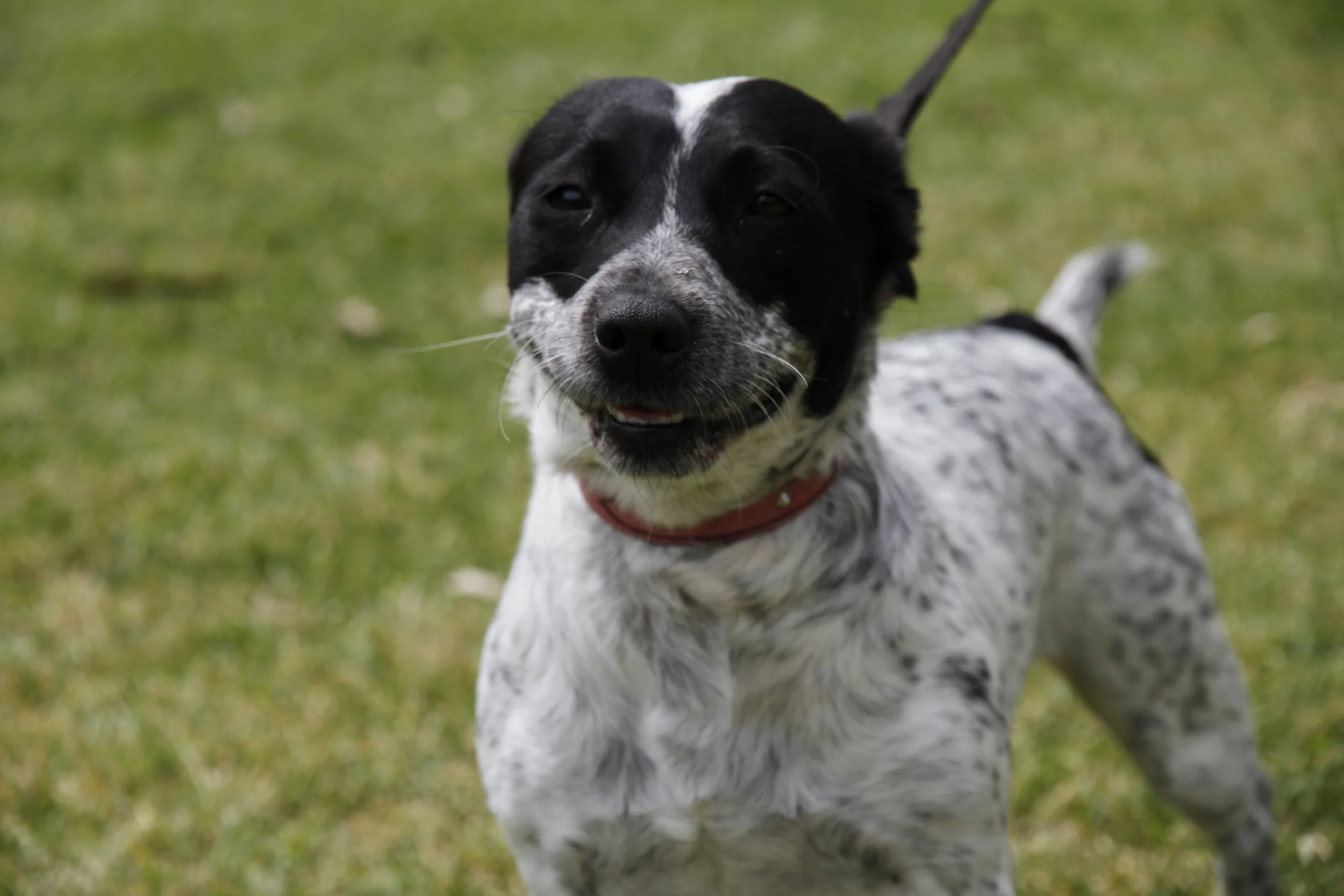 Aj, min terrier bits!