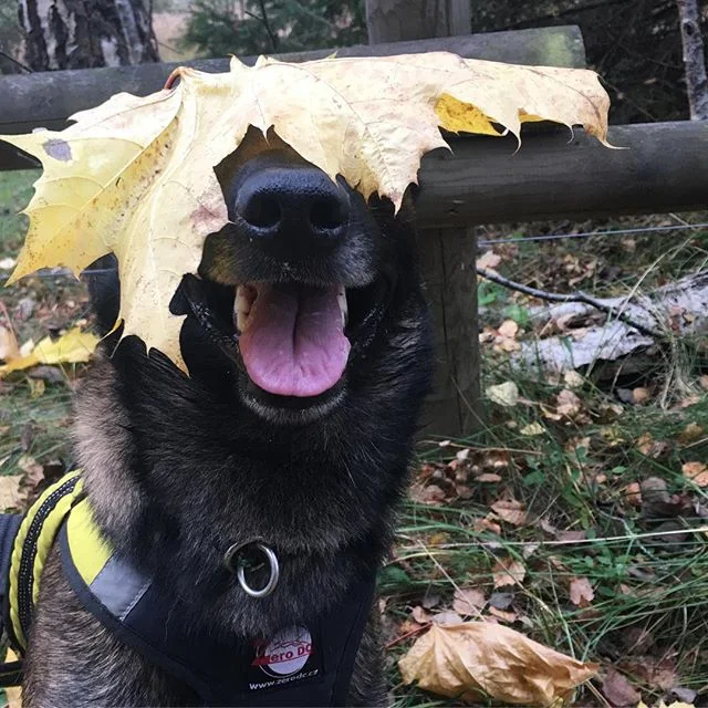Skottvaccinera din unga hund!