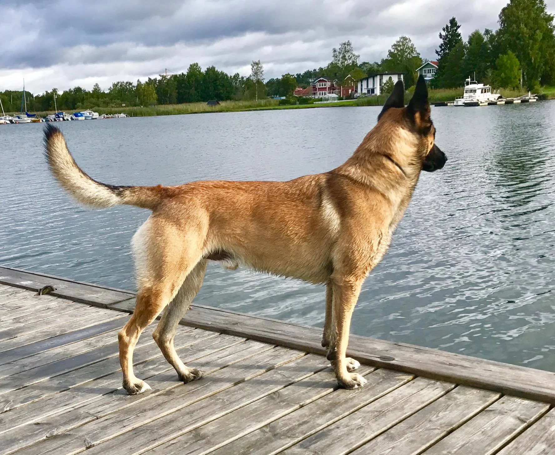 Tar du hand om din hund?