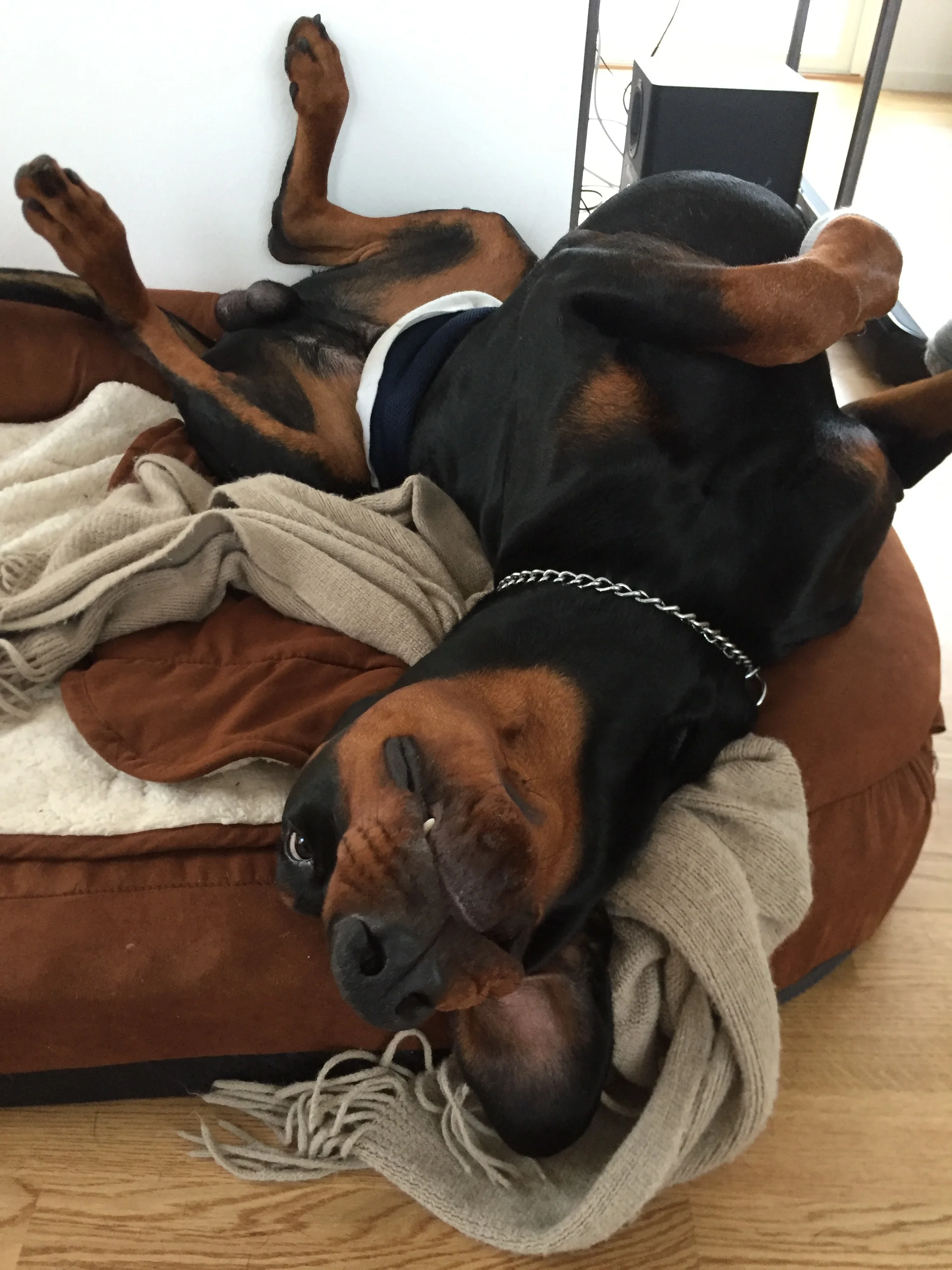 Hundmöten utan tjafs!