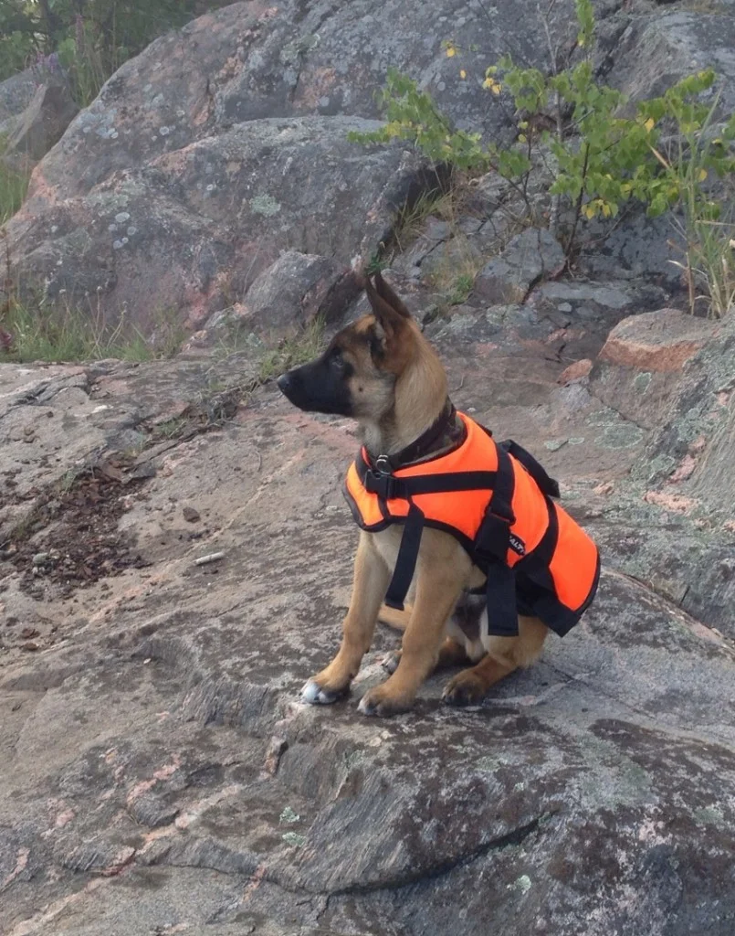 Liten valpköparskola