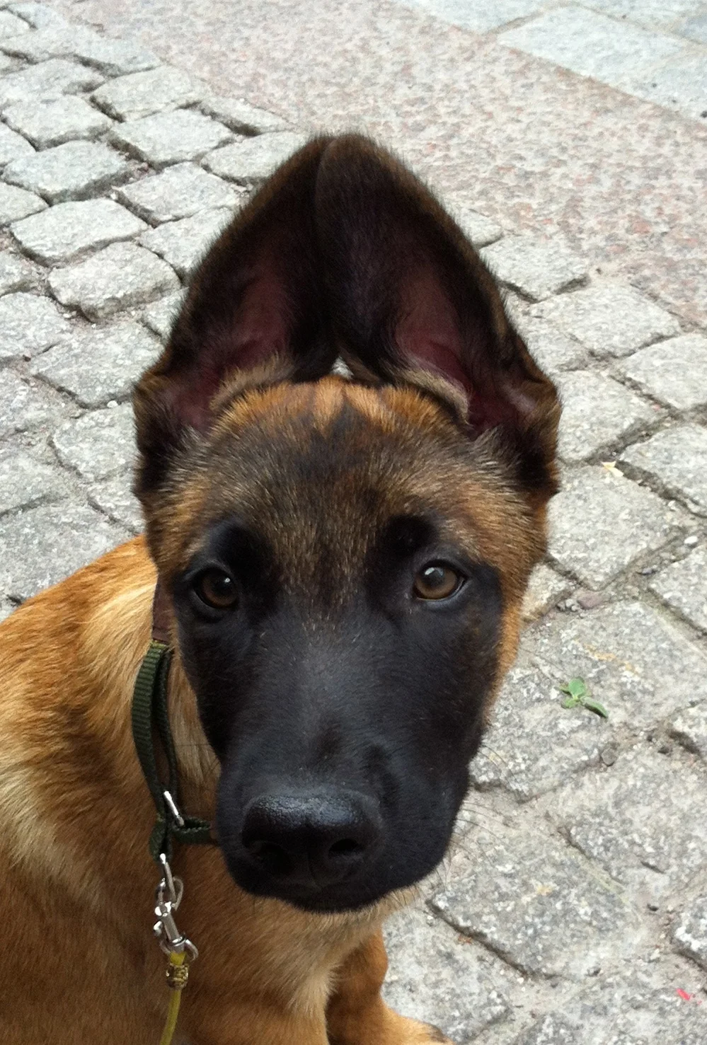 Del 7. Törs du köpa den sista valpen....