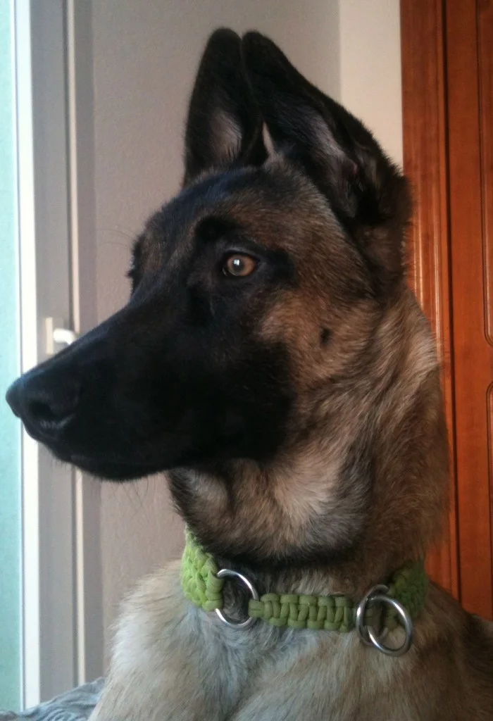 Gas och broms för brukshundar, 13-14 april i Åkersberga 