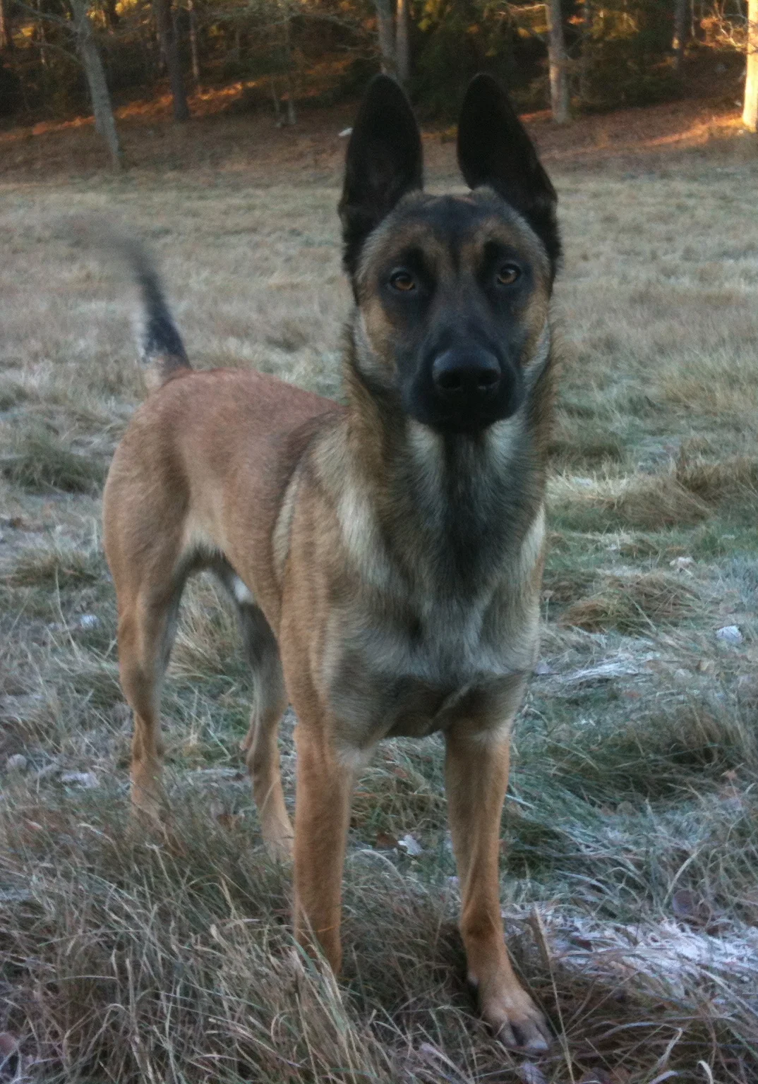 Gas och broms för brukshundar, 13-14 april i Åkersberga