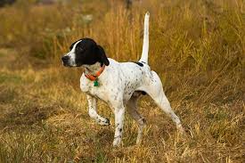 Pointer