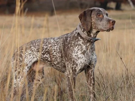 Är hundraser ett kulturarv?