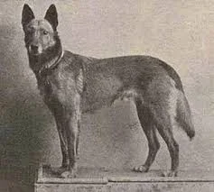 Från bastard till labraddodle