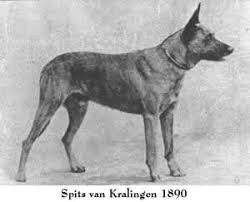 Holländsk Herdehund