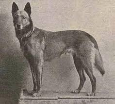 Malinois