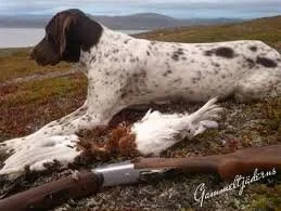 Gammel Dansk Hönsehund