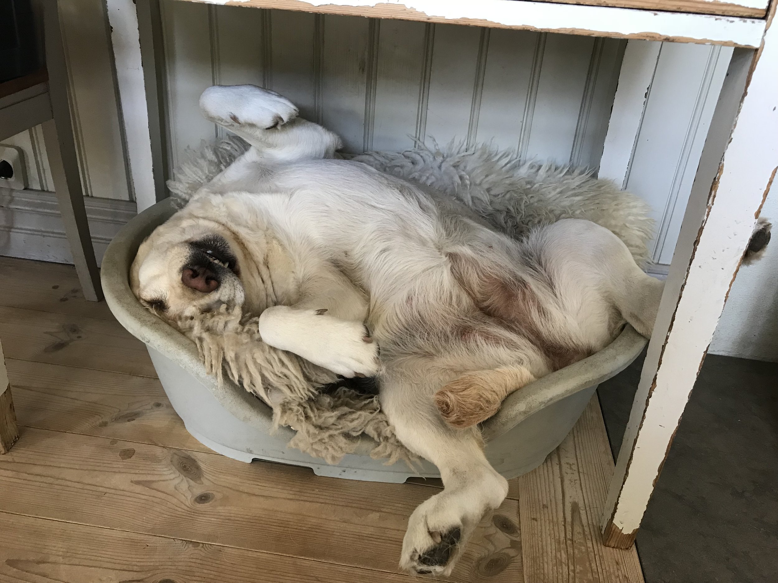 Hundmöten utan tjafs, 9-10 nov