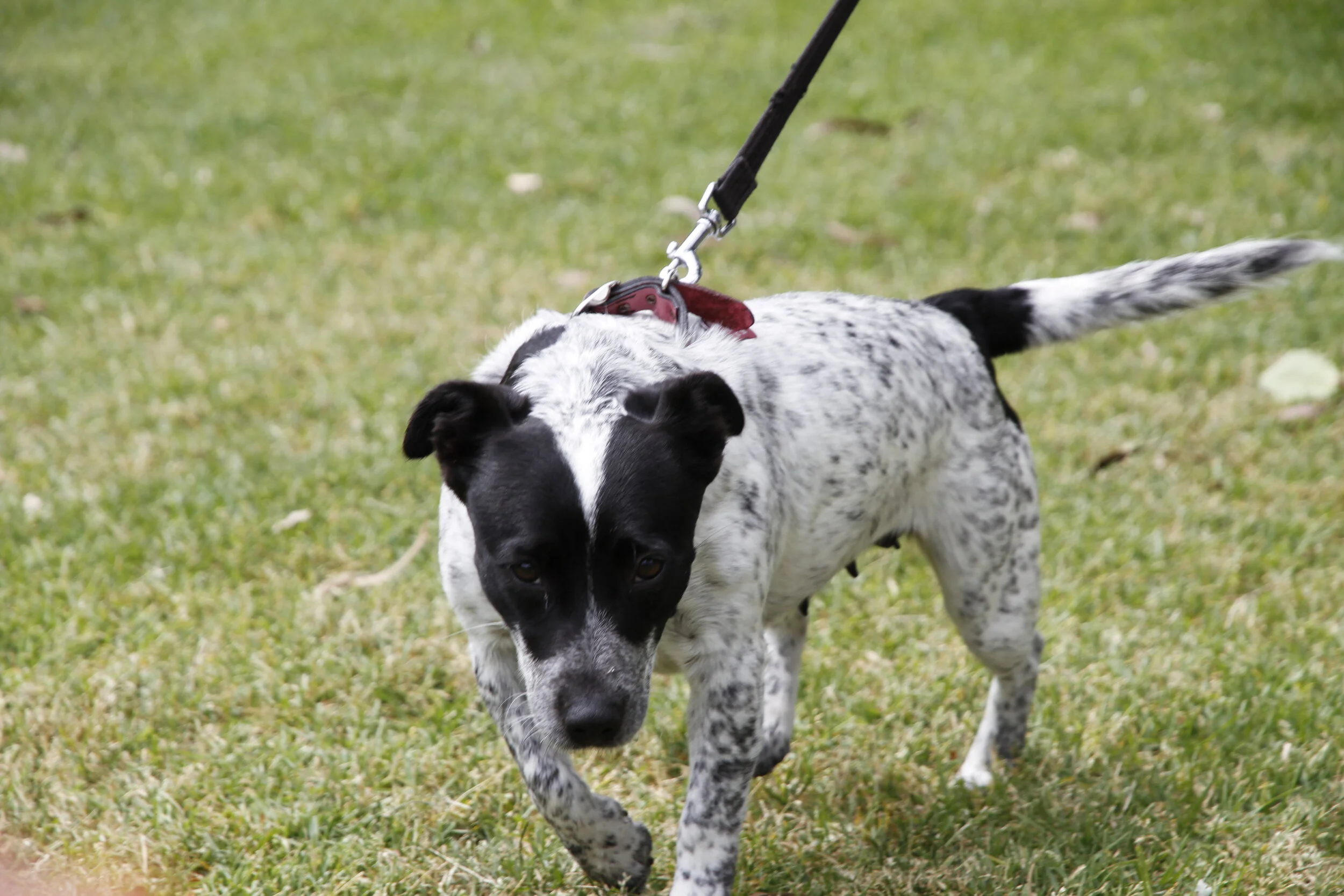 -"Fy, för dessa skälliga hundar!"