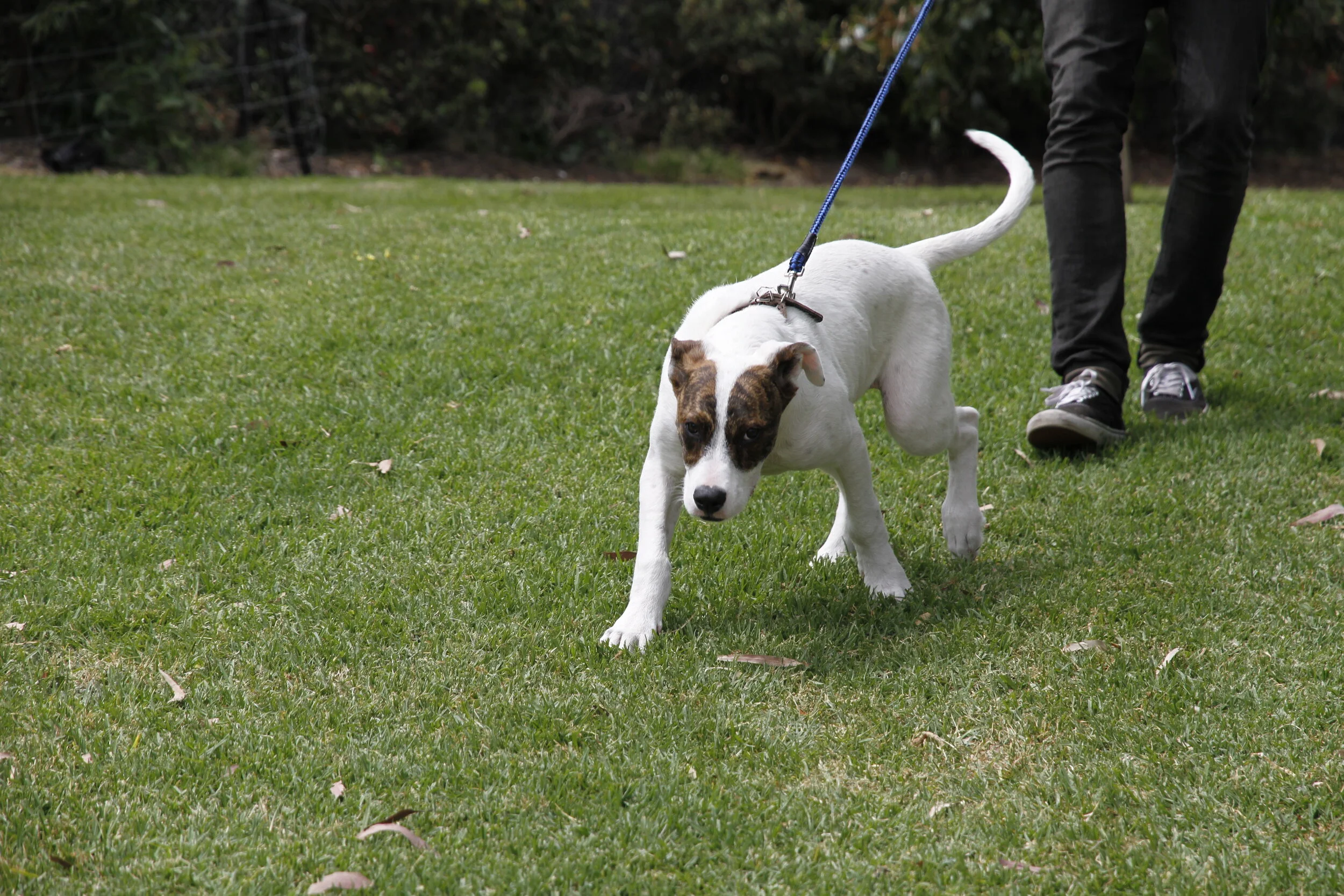 -”Min hund är egentligen inte arg”&nbsp;