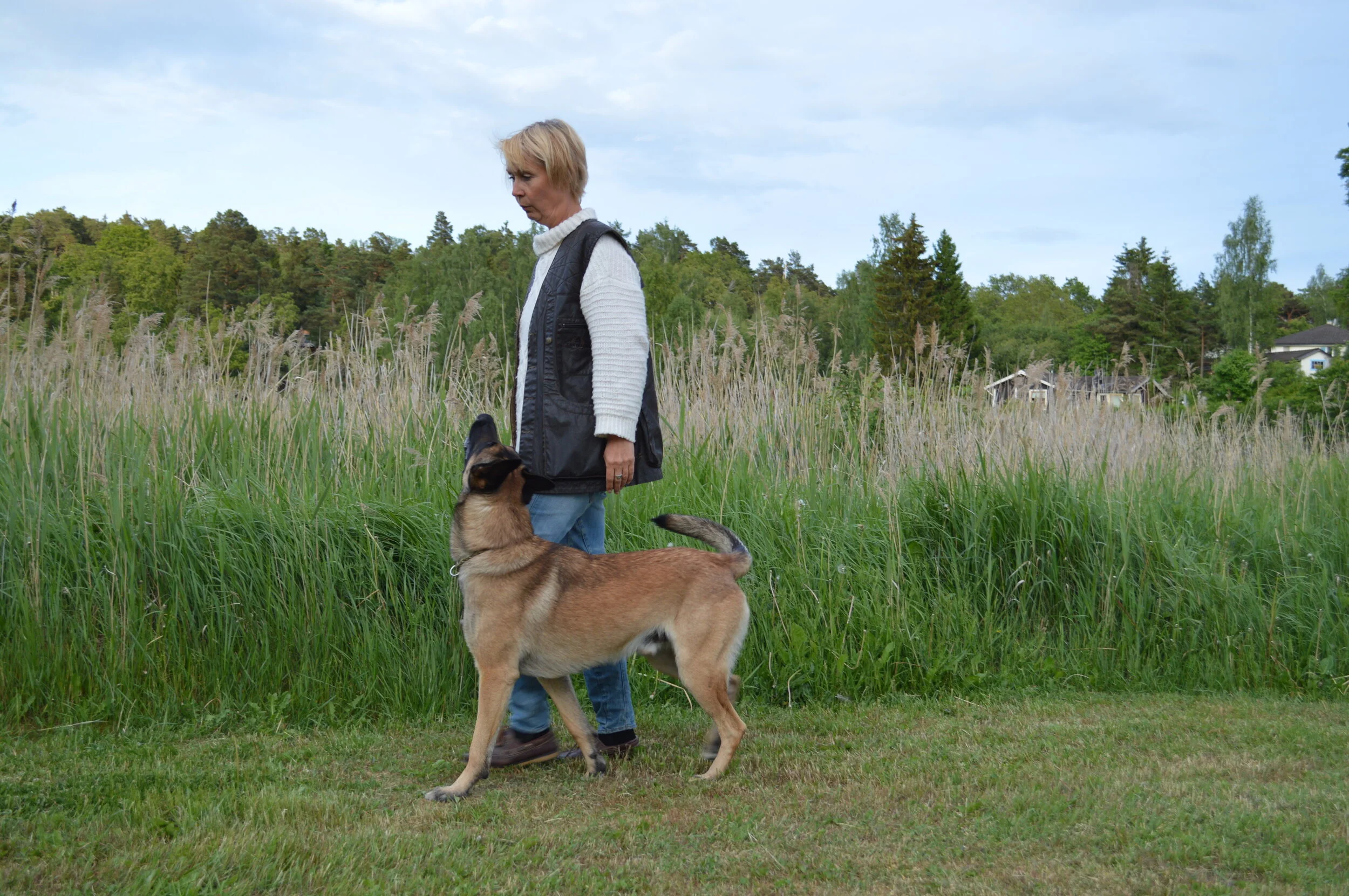 Bygget av en tävlingshund