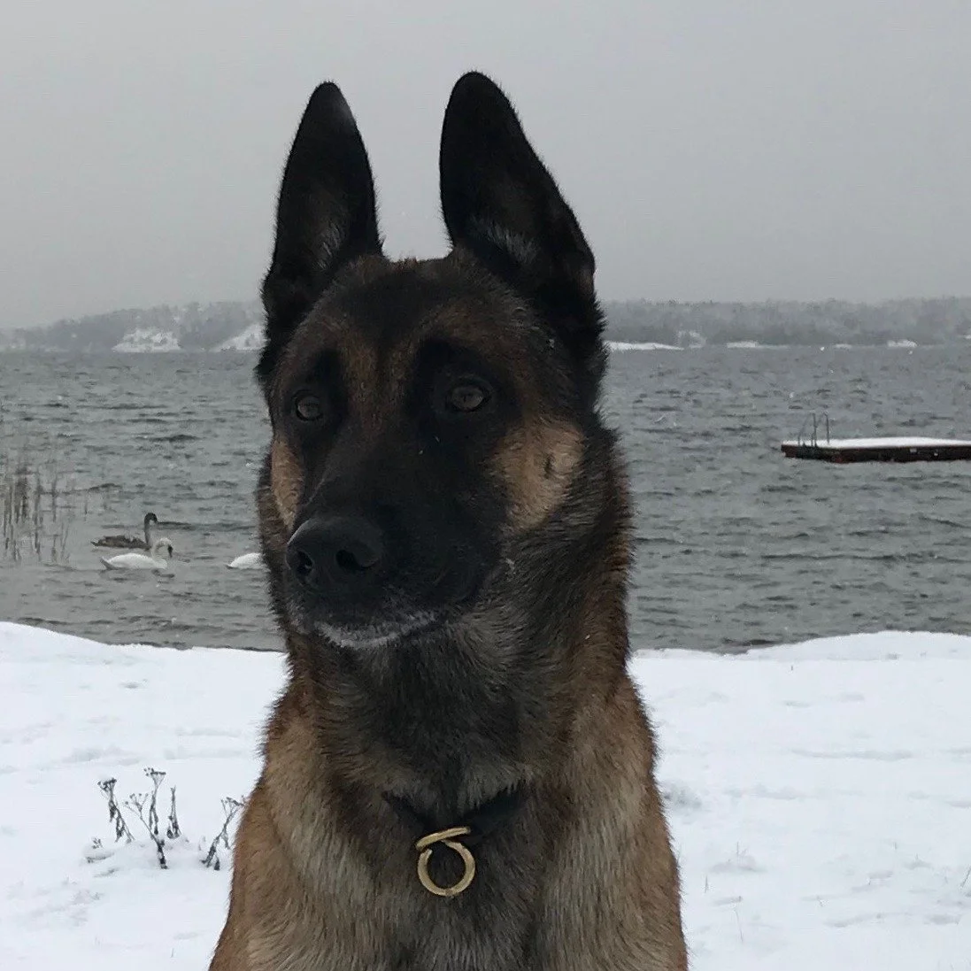 Nu v&auml;ntar jag p&aring; svar!
Personligen har jag haft v&auml;ldigt mycket "otur" med mina hundar. HD, ocd, korsband, tilltryckta tillv&auml;xtzoner (ett framben som slutade v&auml;xa) allergier osv. Av elva ink&ouml;pta hundar (fr&arin