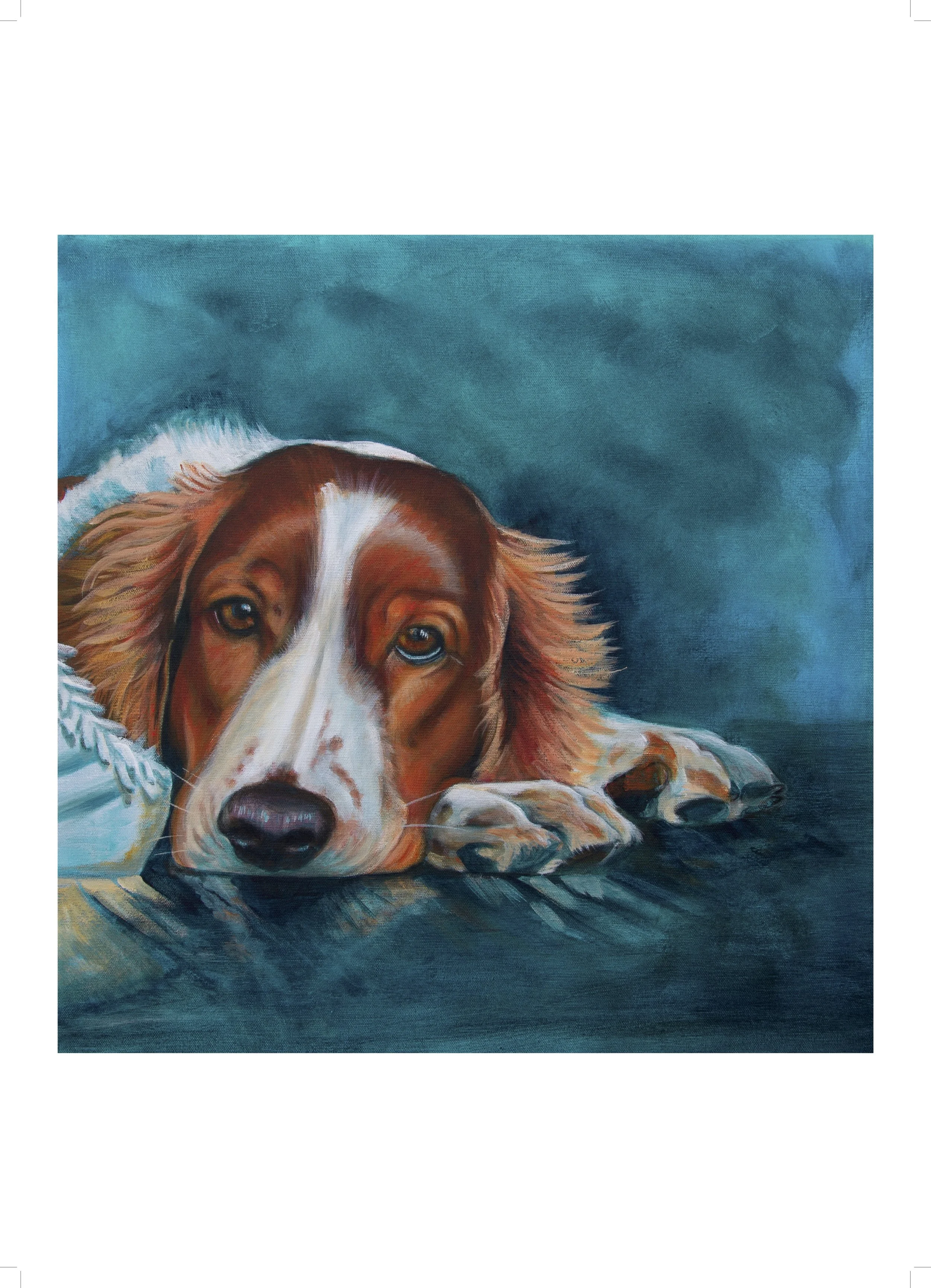 welsh springer.jpeg
