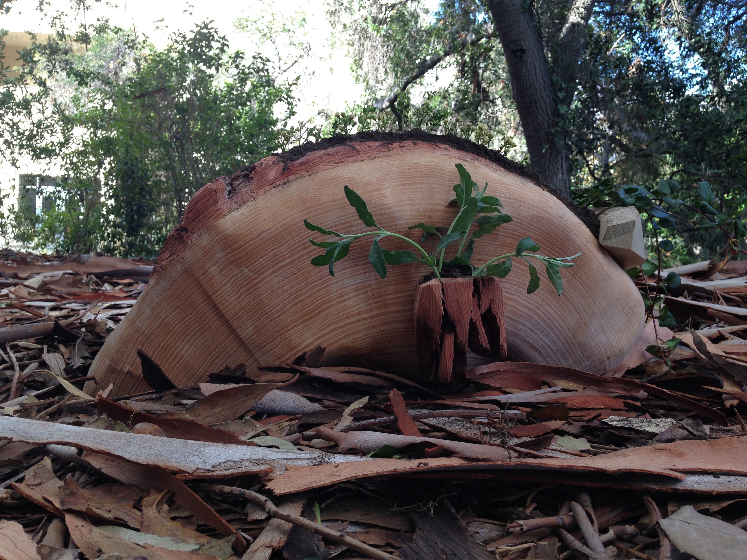  A wooden planter that was placed in the woods and would slowly degrade over time until it too was reduced to soi 