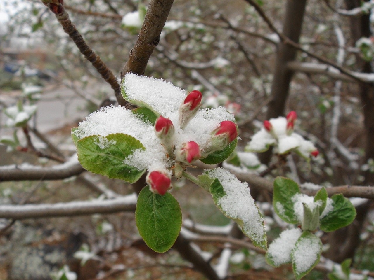Spring Snow on Blossoms