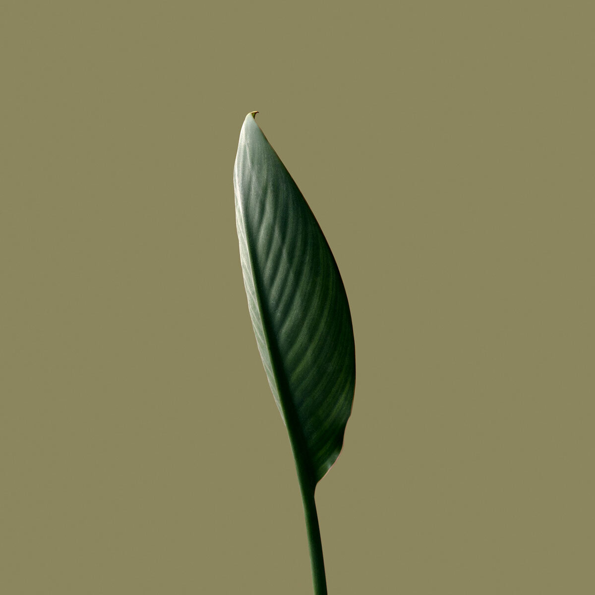 Strelitzia-leaf.jpg