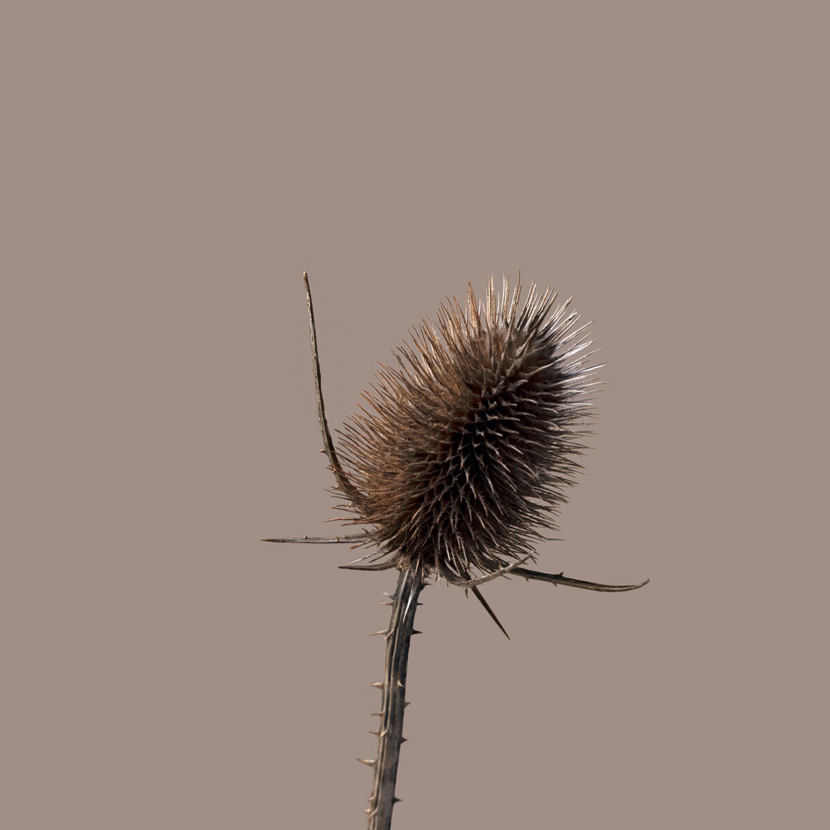 Thistle.jpg