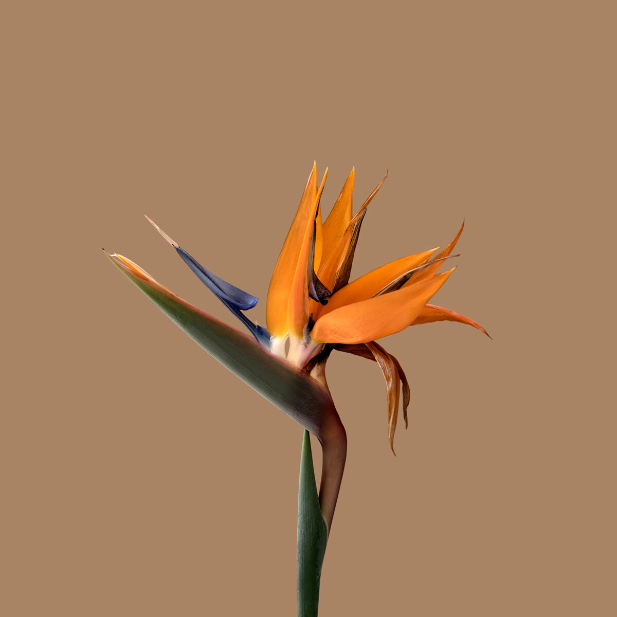 Strelitzia-Flower.jpg