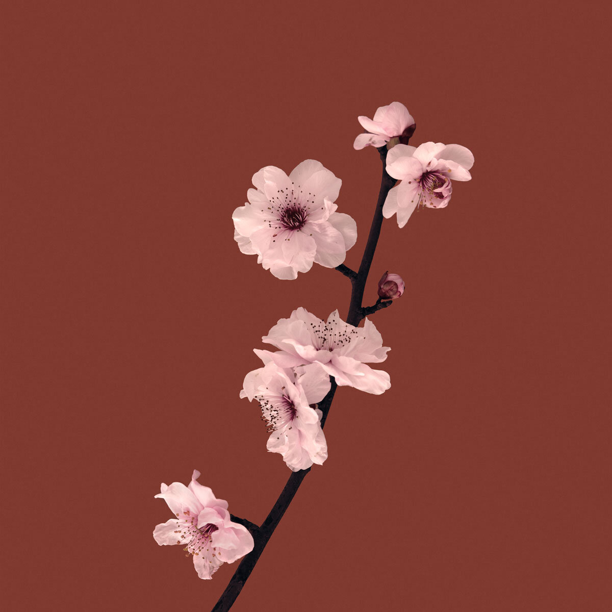 Plum-Flower.jpg