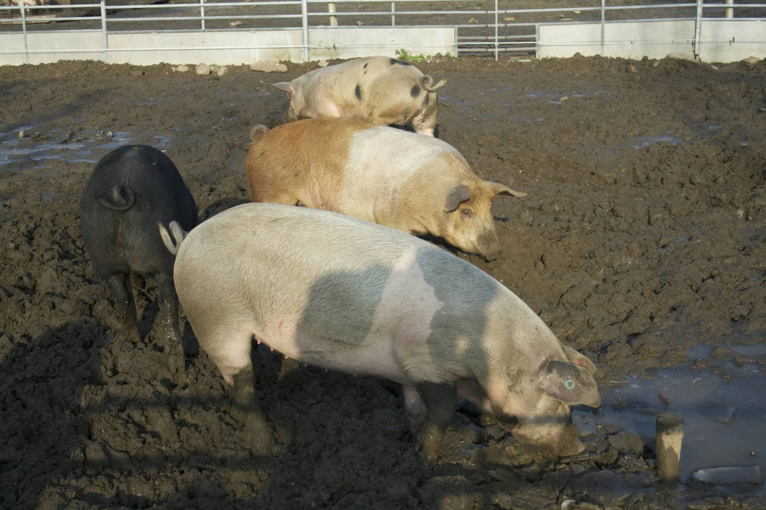 Livar Kloostervarken09.jpg