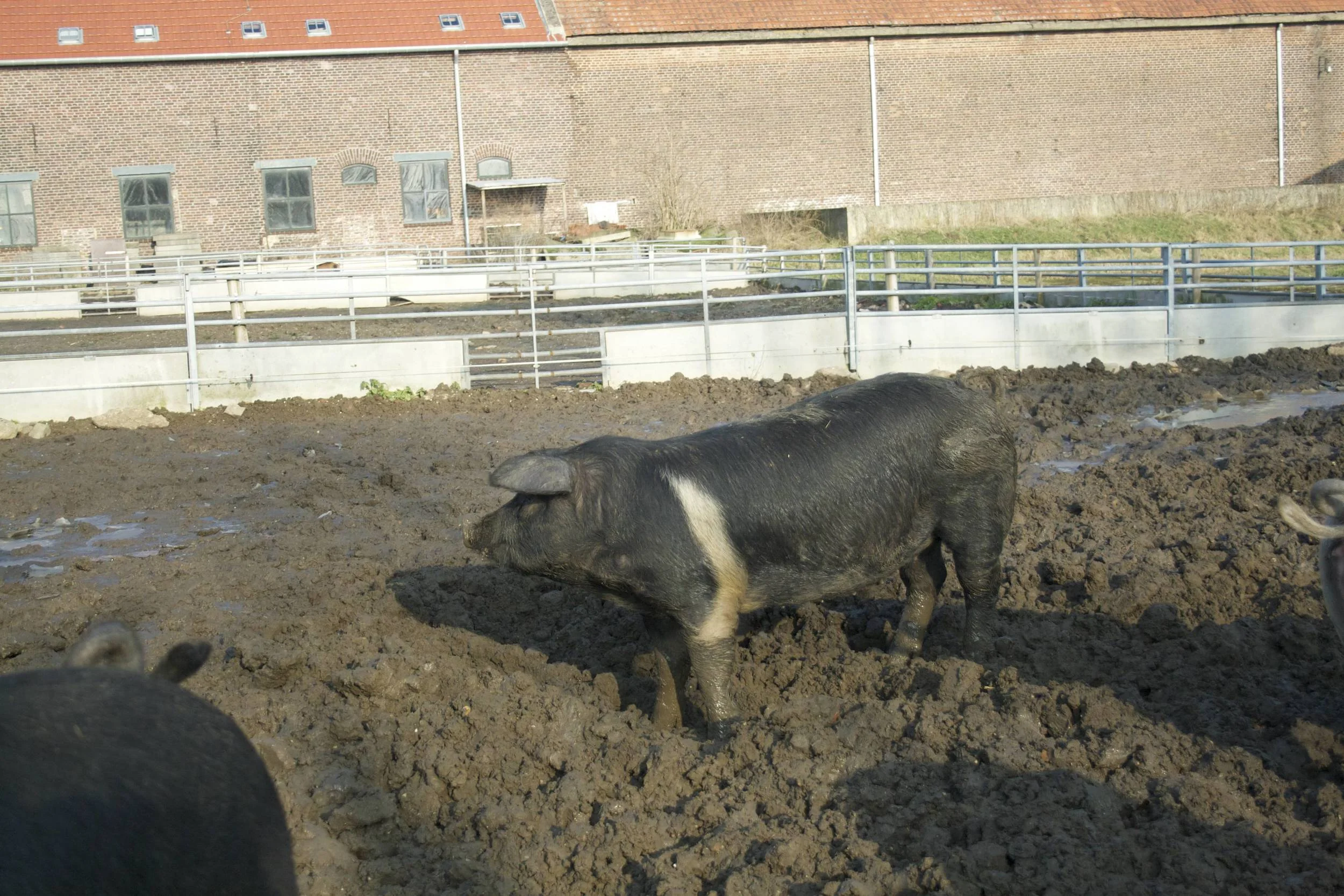 Livar Kloostervarken11.jpg