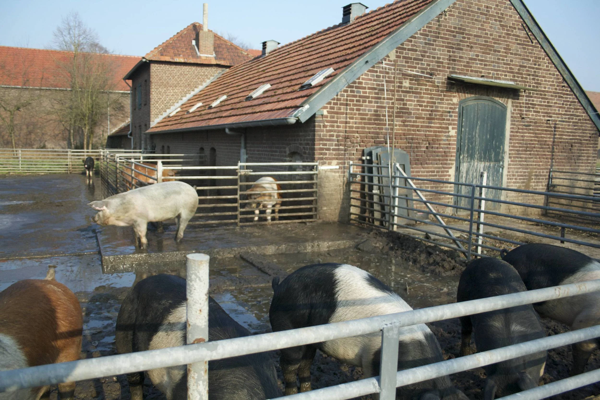 Livar Kloostervarken16.jpg